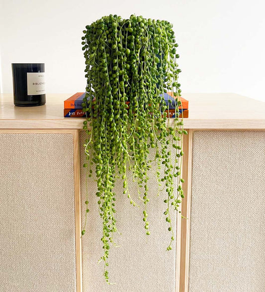 Indoor Tree 2